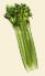 apio